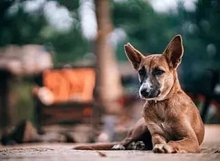 狗發(fā)情怎么辦_發(fā)情的狗是什么癥狀_發(fā)情期的狗狗有什么癥狀