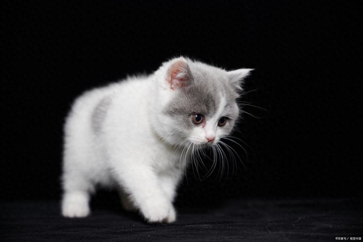 養貓知識：貓咪驅蟲一般多少錢