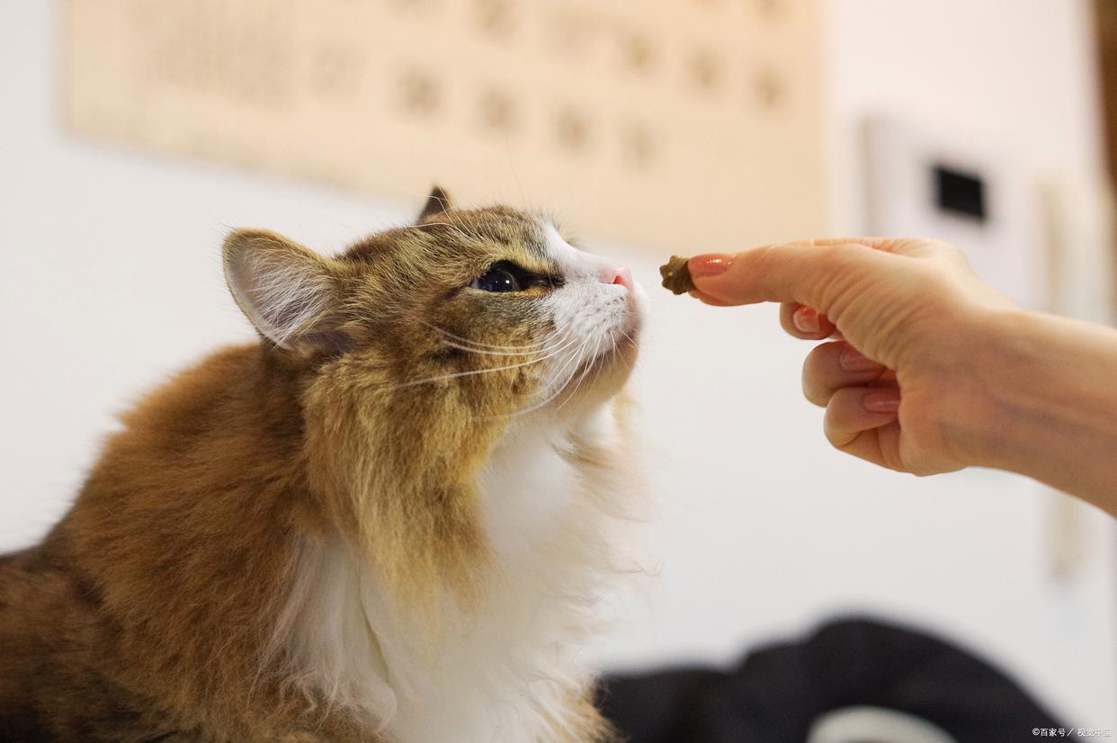 小貓驅蟲死了_兩個月小貓驅蟲死了_小貓驅蟲后蟲子去哪了