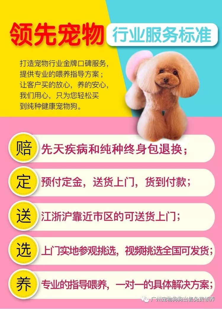 拉布拉多幼犬購買注意事項_買拉布拉多幼犬多少元_購買拉布拉多犬幼犬