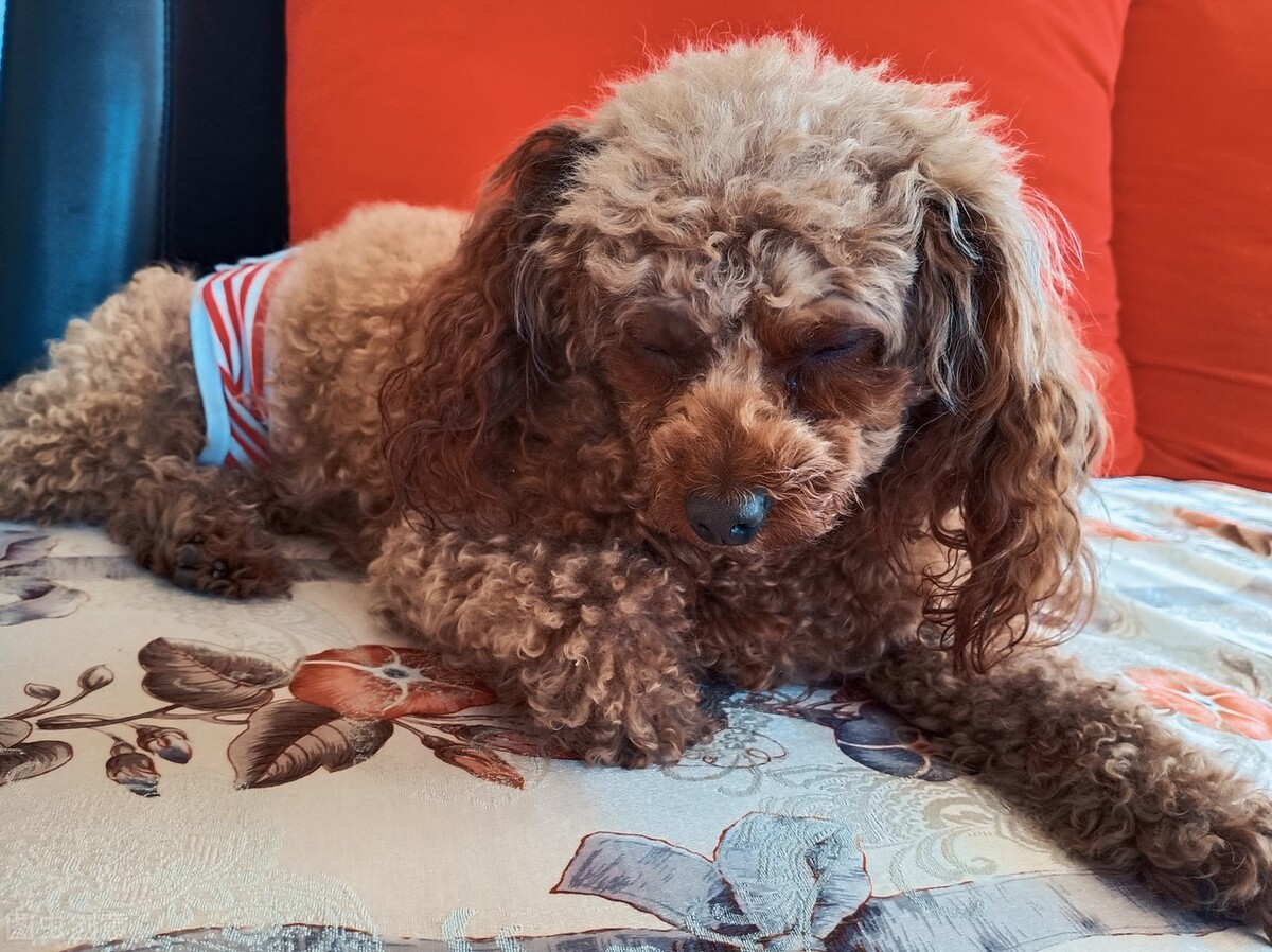 狗肛門腺怎么擠_擠肛門腺狗狗會疼嗎_擠肛門腺狗狗會受傷嗎