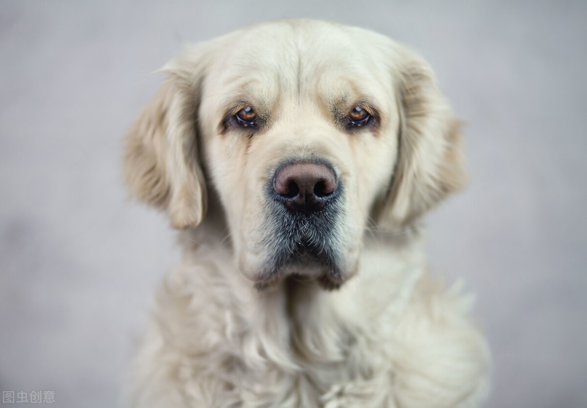 擠肛門腺狗狗會疼嗎_狗肛門腺怎么擠_擠肛門腺狗狗會受傷嗎