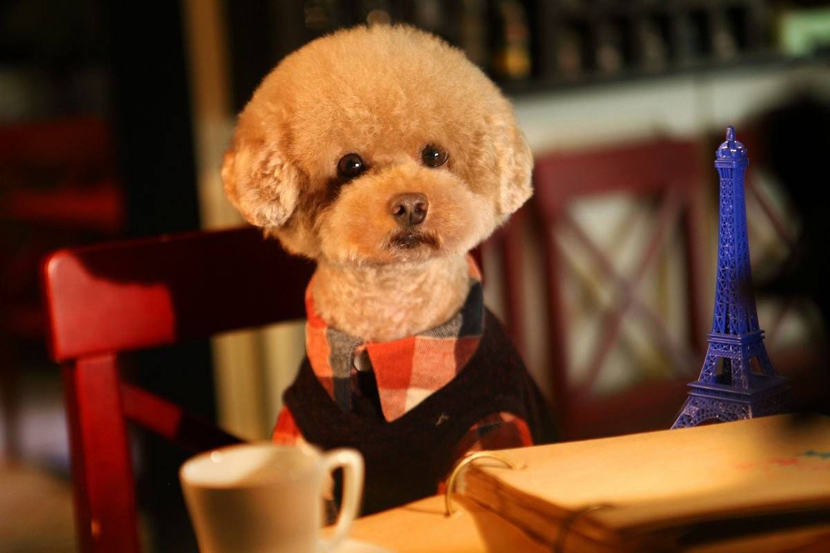 養狗首選這幾只狗狗，不掉毛又聽話，簡直就是神仙狗狗