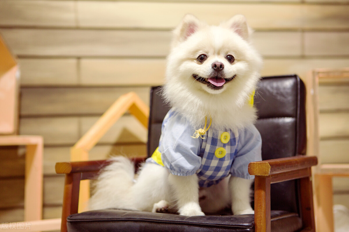 狗狗品種掉毛少_不掉毛的狗狗品種小型犬_啥狗掉毛多