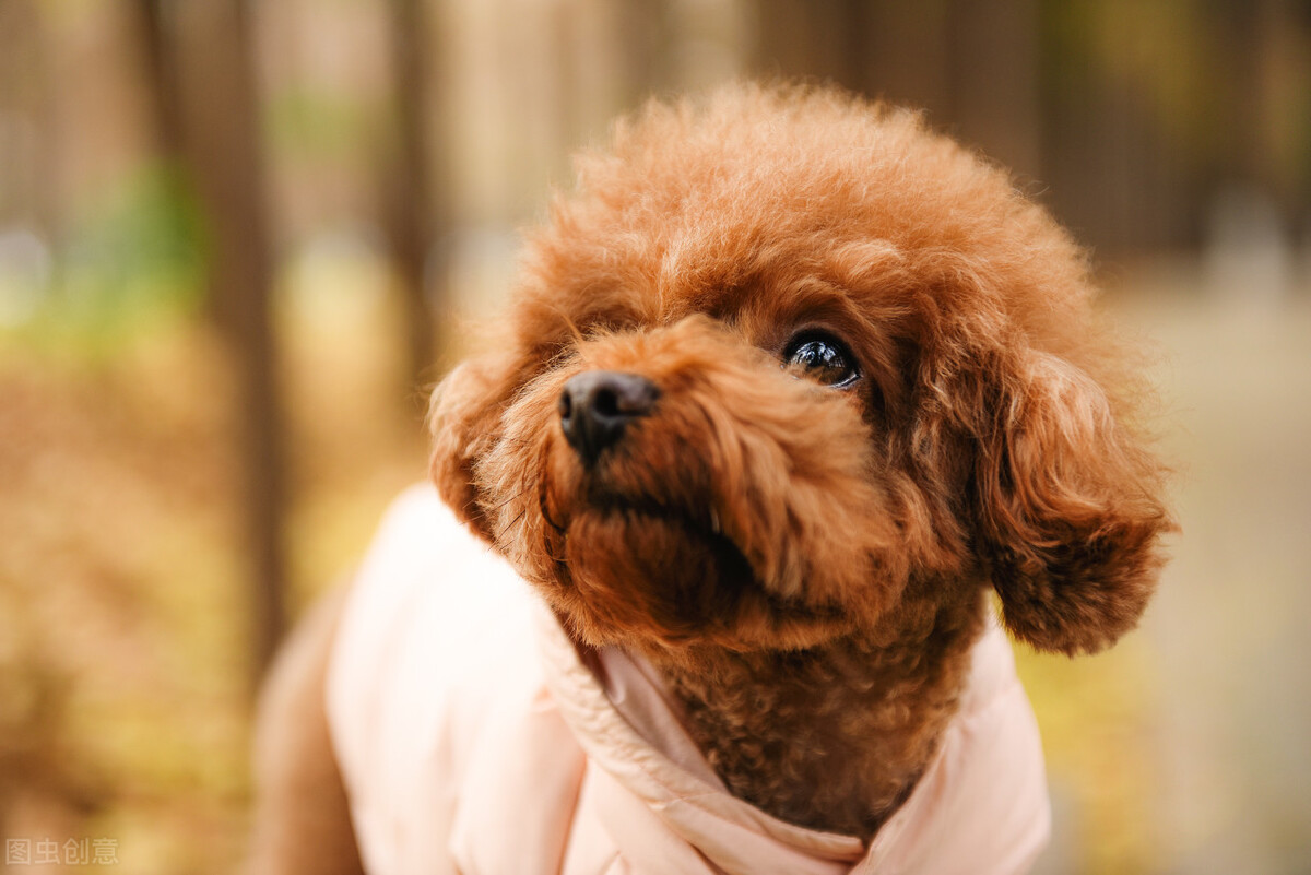 啥狗掉毛多_不掉毛的狗狗品種小型犬_狗狗品種掉毛少