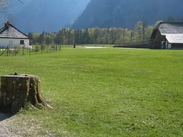 金毛狗值錢嗎_grdog金毛犬幣_金毛狗多少錢一只