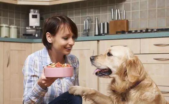 金毛狗多少錢一只_金毛狗值錢嗎_grdog金毛犬幣