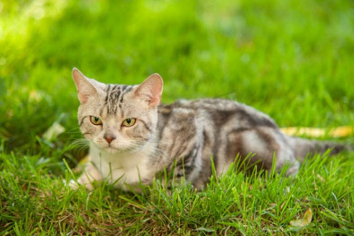 養(yǎng)寵之路：貓閉尿會導致嘔吐嗎 貓咪不排尿會導致嘔吐嗎？