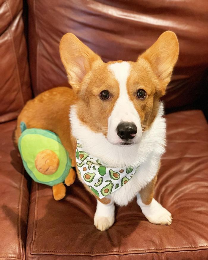 狗刨窩什么意思_狗狗刨狗窩_狗刨窩是怎么回事