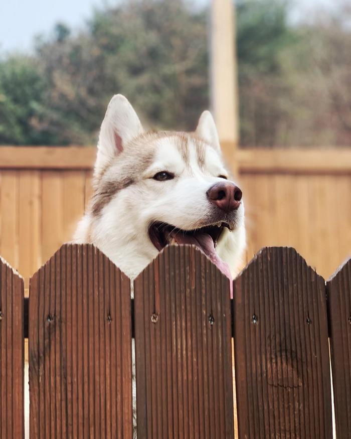 狗狗刨狗窩_狗刨窩什么意思_狗刨窩是怎么回事