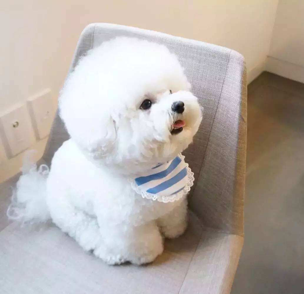 小型犬聰明_聰明小型犬品種大全_什么小型犬最聰明