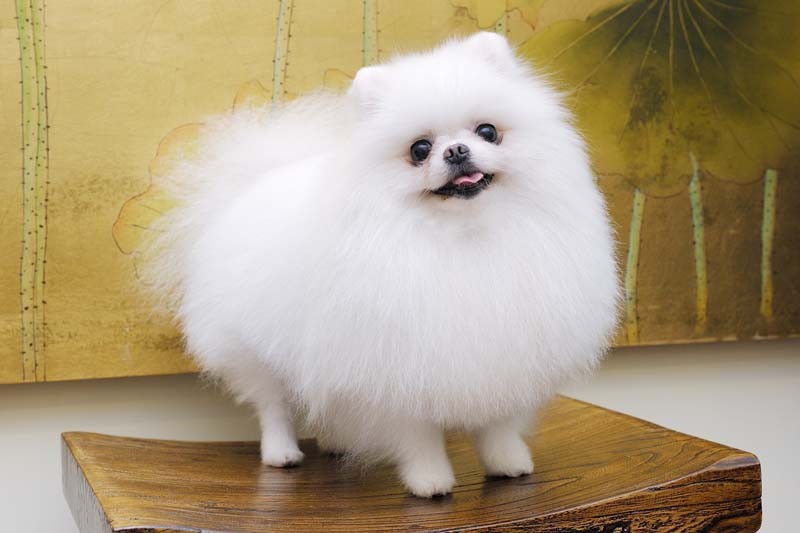 聰明小型犬品種大全_什么小型犬最聰明_小型犬聰明