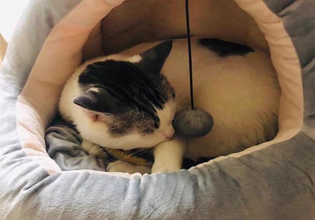 擠貓咪的肛門腺_貓咪擠肛門腺視頻教程_貓咪肛門腺怎么擠