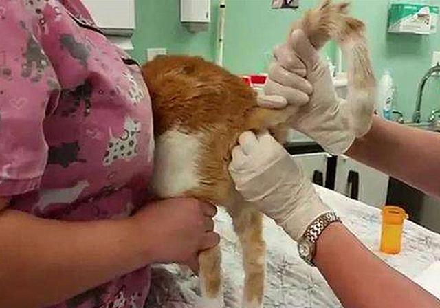 貓咪肛門腺怎么擠_貓咪擠肛門腺視頻教程_擠貓咪的肛門腺