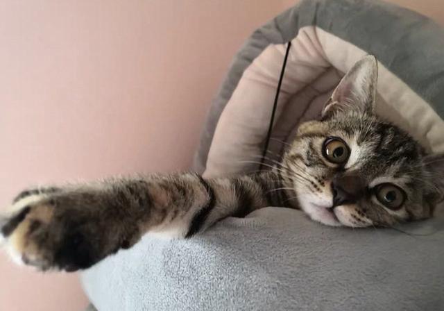 貓咪擠肛門腺視頻教程_貓咪肛門腺怎么擠_擠貓咪的肛門腺