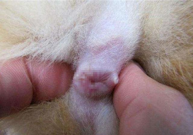 貓咪肛門腺怎么擠_擠貓咪的肛門腺_貓咪擠肛門腺視頻教程