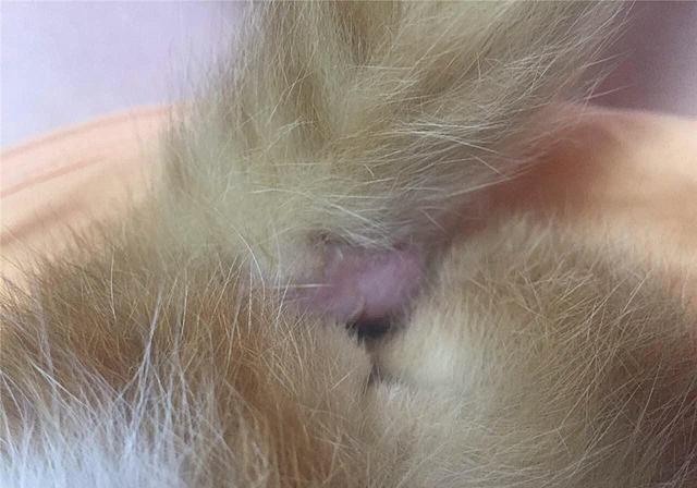 貓咪肛門腺怎么擠_貓咪擠肛門腺視頻教程_擠貓咪的肛門腺