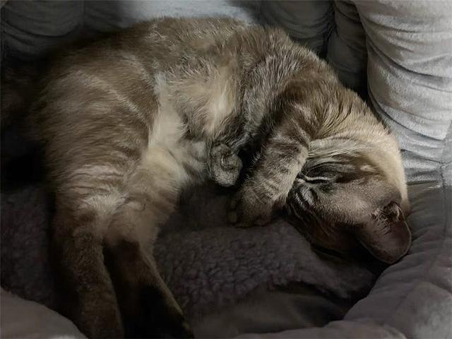 貓咪肛門腺怎么擠_擠貓咪的肛門腺_貓咪擠肛門腺視頻教程