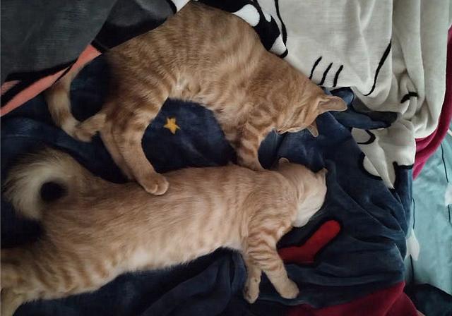 貓咪肛門腺怎么擠_擠貓咪的肛門腺_貓咪擠肛門腺視頻教程