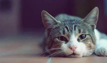 貓咪三歲半相當于人幾歲_貓咪撓人腳心_貓咪撲人是什么意思