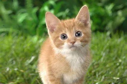 貓咪撓人腳心_貓咪三歲半相當于人幾歲_貓咪撲人是什么意思