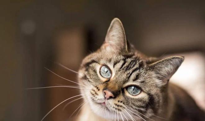 貓咪撲人是什么意思_貓咪撓人腳心_貓咪三歲半相當于人幾歲