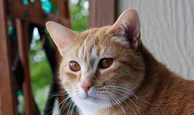 貓咪撲人是什么意思_貓咪三歲半相當于人幾歲_貓咪撓人腳心