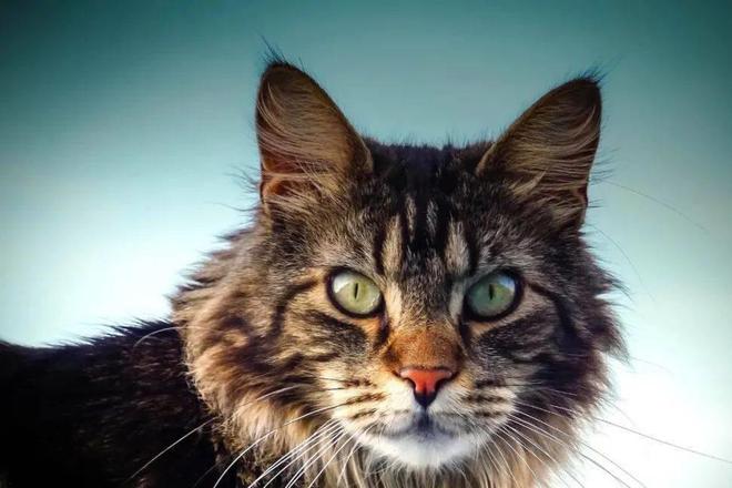 貓咪三歲半相當于人幾歲_貓咪撓人腳心_貓咪撲人是什么意思