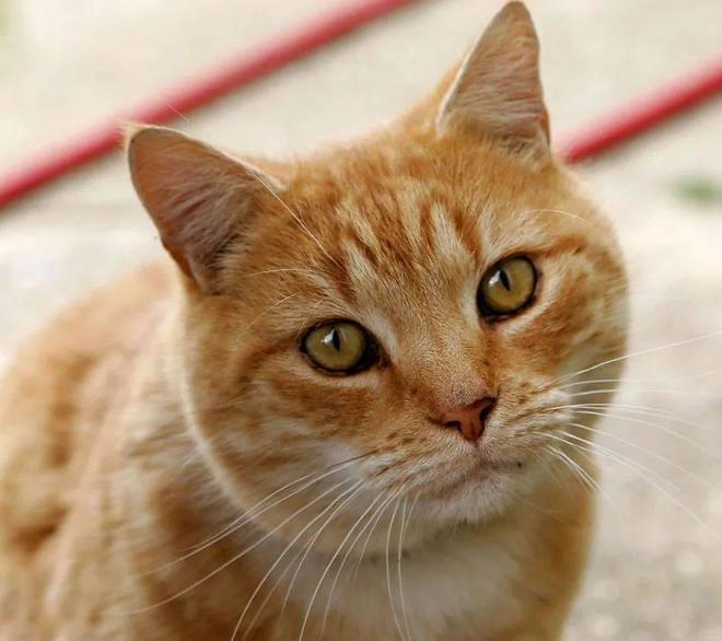 貓咪撲人是什么意思_貓咪三歲半相當于人幾歲_貓咪撓人腳心