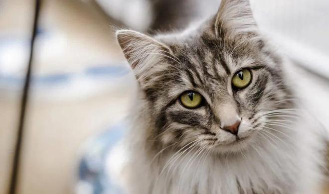 貓咪撲人是什么意思_貓咪三歲半相當于人幾歲_貓咪撓人腳心