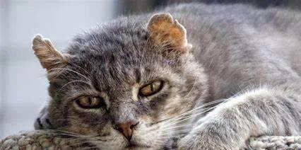 貓咪撲人是什么意思_貓咪撓人腳心_貓咪三歲半相當于人幾歲